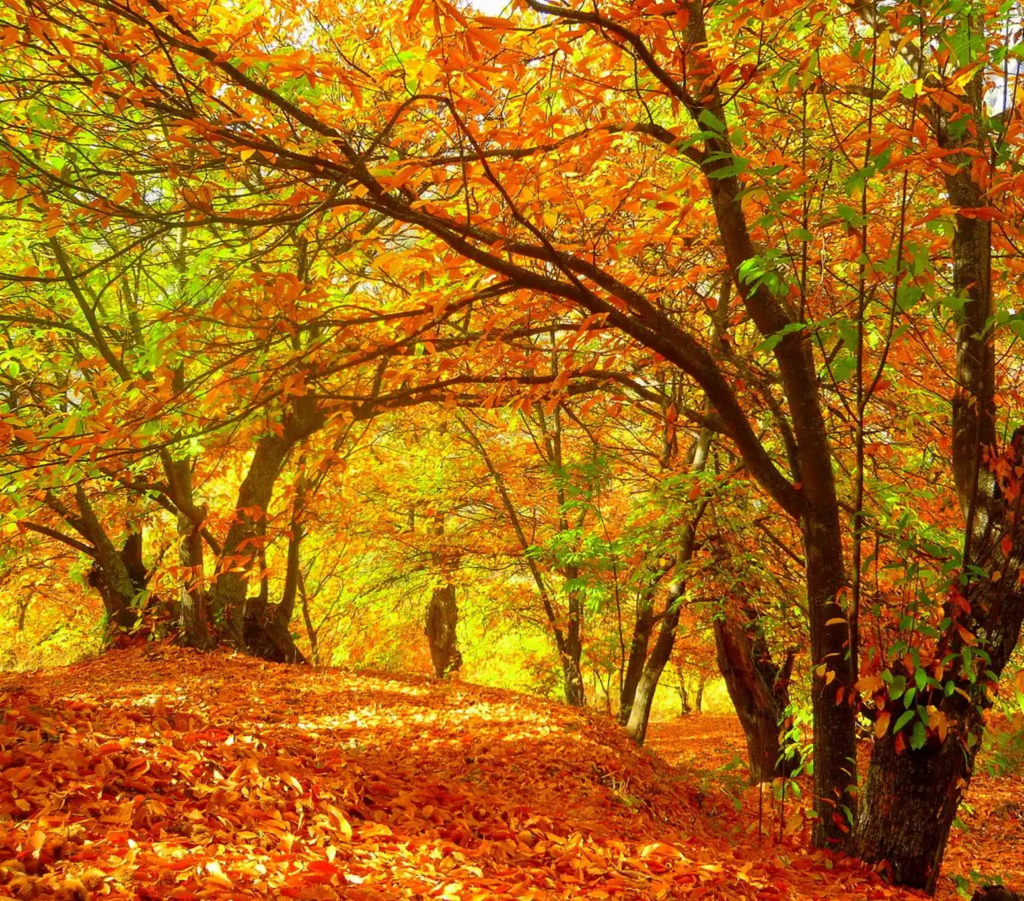 Bosque del Cobre, Málaga