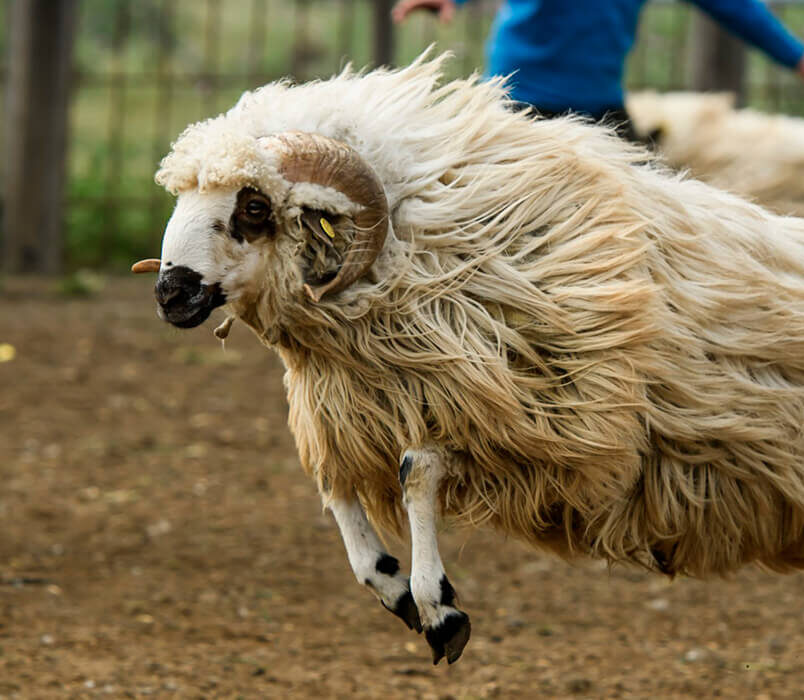 Oveja Churra