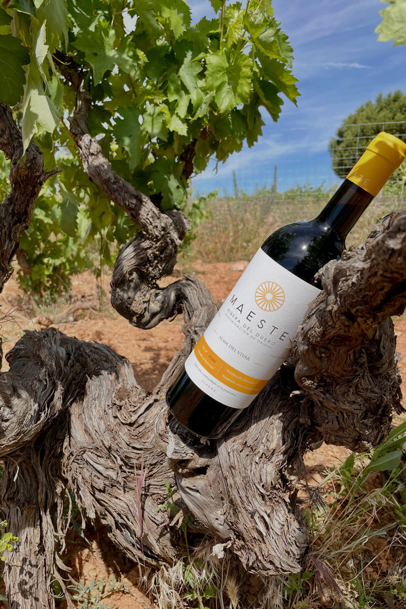Bodega-Maeste-01