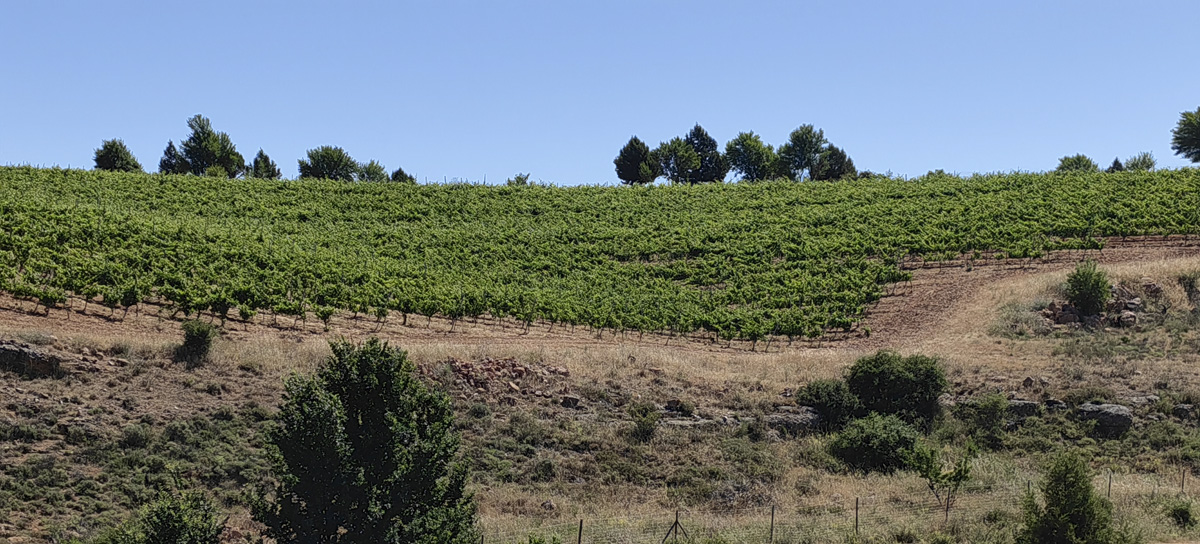 honrubia de la cuesta (4)